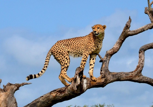Cheetah in Kruger National Park
